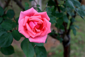 玫瑰花