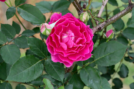 玫瑰花