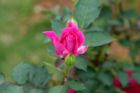 玫瑰花