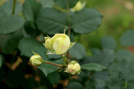 玫瑰花