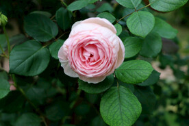 玫瑰花