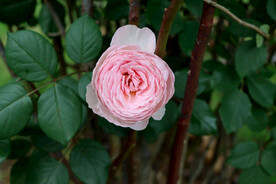 玫瑰花
