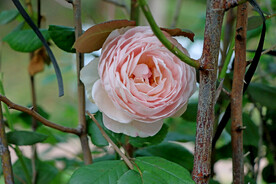 玫瑰花
