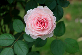 玫瑰花