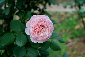 玫瑰花
