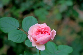 玫瑰花