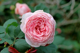 玫瑰花