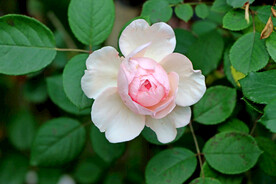 玫瑰花