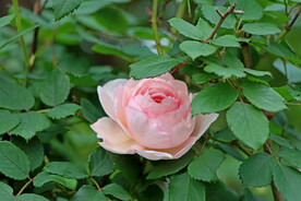 玫瑰花