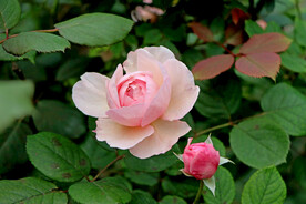 玫瑰花