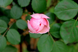 玫瑰花