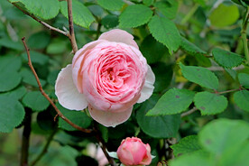 玫瑰花