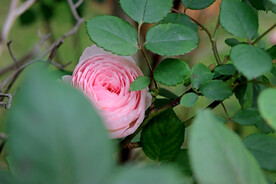 玫瑰花