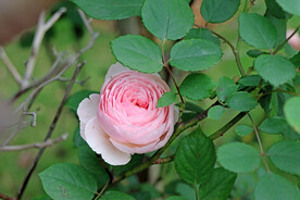 玫瑰花