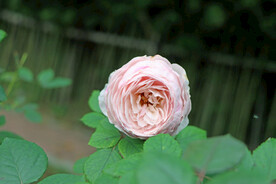 玫瑰花