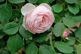 玫瑰花