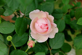 玫瑰花