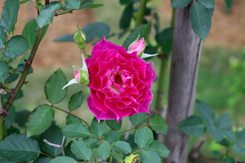 玫瑰花