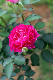 玫瑰花