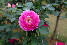 玫瑰花