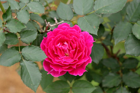 玫瑰花