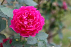 玫瑰花