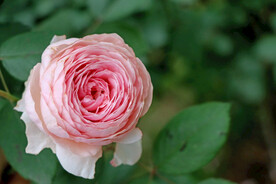 玫瑰花