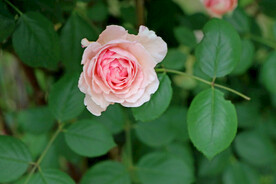 玫瑰花