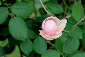 玫瑰花