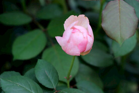 玫瑰花