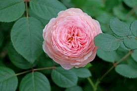 玫瑰花