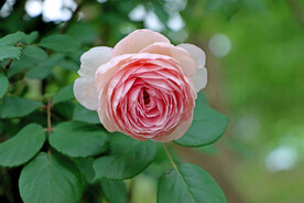 玫瑰花