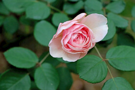 玫瑰花