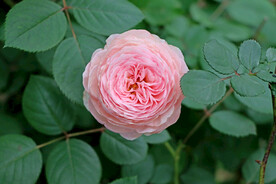 玫瑰花