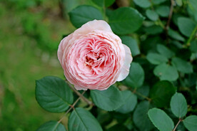 玫瑰花