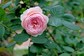 玫瑰花
