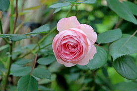 玫瑰花