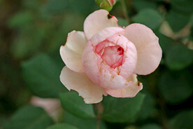 玫瑰花