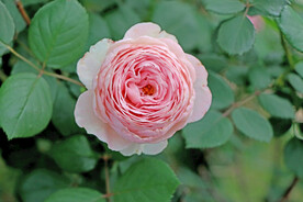 玫瑰花