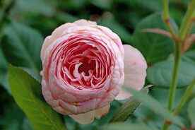 玫瑰花