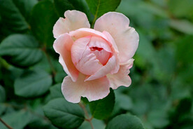 玫瑰花