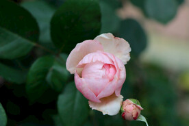 玫瑰花