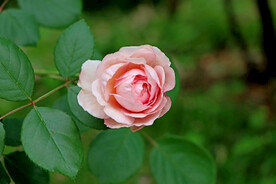 玫瑰花