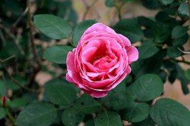 玫瑰花