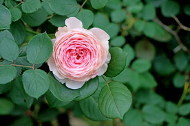 玫瑰花