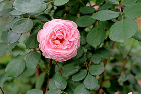 玫瑰花