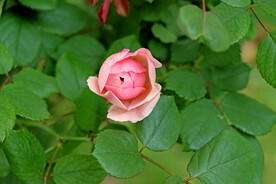 玫瑰花