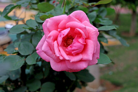 玫瑰花