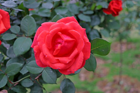 红色玫瑰花