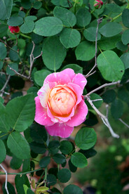 玫瑰花